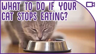 What To Do If Your Cat Won't Eat! Cat health tips 2019