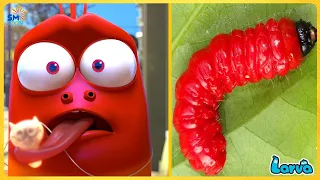 LARVA TUBA 2025: RED AND RED | CARTOONS MOVIES FULL EPISODE | MINI SERIES FROM ANIMATION