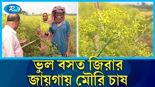 জিরা ভেবে মৌরি চাষ বিপাকে কৃষক! | Farmer | Cultivation | Rtv news