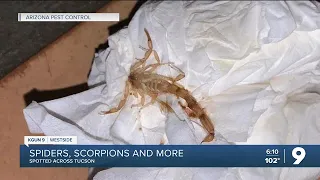 Spiders, scorpions common sights in Tucson amid triple-digit temperatures