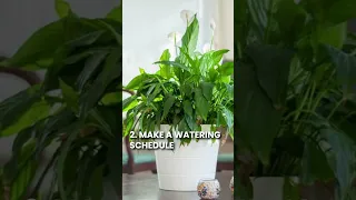 How to Fix and Save Overwatered Peace Lily #lily #shorts #plantcare