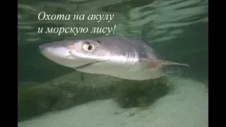 Охота на акулу и морскую лисицу в Черном море!