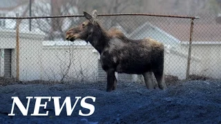 Moose on the loose in Sudbury