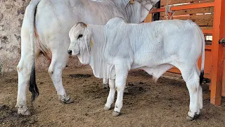 " RANCHO SANTO DOMINGO" criadores de braman de registro