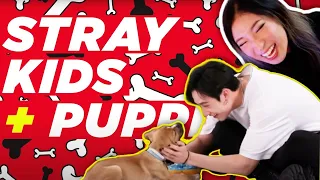 Stray Kids Play With Puppies While Answering Questions 🐶 REACTION