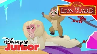 Η Φρουρά των Λιονταριών | Συλλογή Μουσικής Σεζόν 3🎶 | Disney Junior Ελλάδα