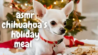 ASMR Chihuahua Dog's Holiday Meal