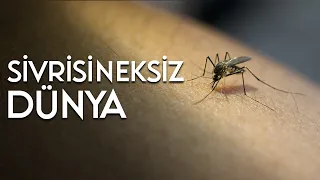 Sivrisinekleri Yok Etsek Ne Olur?