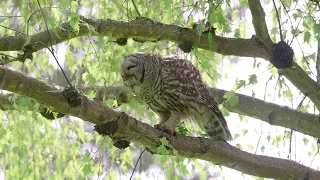 Barred Owl eats robin chick