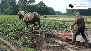 Belgian Draft Horses : horse powered earthing up potatoes