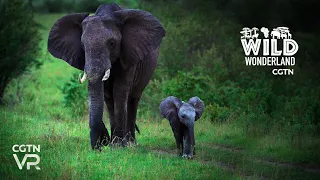 360° VR: Surrounded by elephants at Kruger National Park