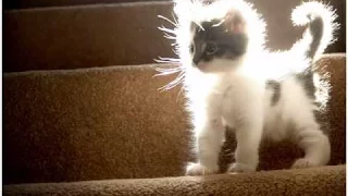 Милые котята. Cute kittens.