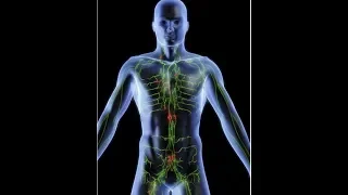 anatomy of lymphatic system DR SAMEH GHAZY