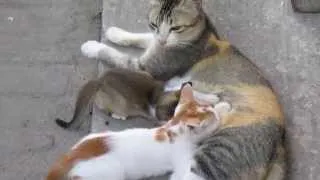 Mother Cat Milk Feeding Kittens