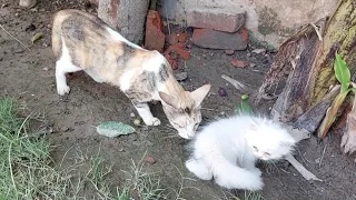 When Mother Cat Walks Away Adopted Mom Protects And Love Cute Kittens