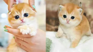 OMG! So Cute Baby Cats 😻 Best Funny Cat Videos 2021 #8 | Cute Animals Zone