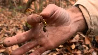 The life cycle of goldenseal