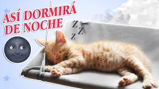 Cómo hacer que TU GATO DUERMA DE NOCHE 🌚😸| Trucos para gatos que se activan de noche