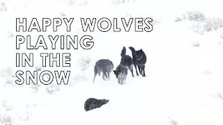 Yellowstone National Park Wolves Playing; the Lamar Canyon Pack