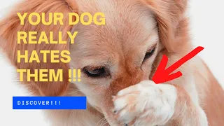 🐶🤢 The 7 SCENTS Dogs HATE The Most