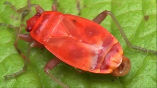 Rdeči škratec ali šuštar - Pyrrhocoris apterus (Linnaeus, 1758)