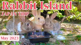 広島の大久野島🐇かわいさMAXのうさぎ天国！ 700羽のうさぎ島🐰🥕もふもふに癒される1Day旅行 |ラビットアイランド| Rabbit Island,Japan.