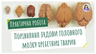 Практична робота. Порівняння будови головного мозку хребетних тварин