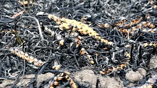 Вогнеборці врятували від вогню 30 га пшениці на корені