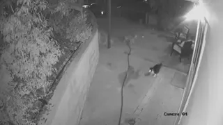 House cat fends off three coyotes