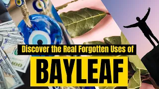 Discover the REAL FORGOTTEN USES of BAYLEAF. Must Watch | Yeyeo Botanica