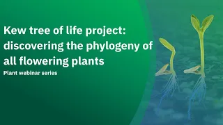 Kew tree of life project  discovering the phylogeny of all flowering plants