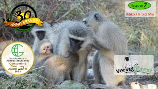 Excitement builds as the three adopted baby monkeys are introduced to the troop.