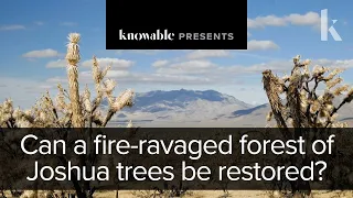 Can a fire-ravaged forest of Joshua trees be restored?