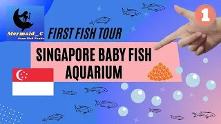 First Fish Tour chuyến tham quan cá đầu tiên (Singapore Baby Fish Aquarium Hồ cá con) - Mermaid C