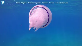 Barrel jellyfish Rhizostoma pulmo Polmone di mare Intotheblue.it