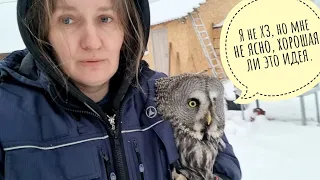We return the owl Kofi from the house to the aviary. The weather makes us worry about our owls