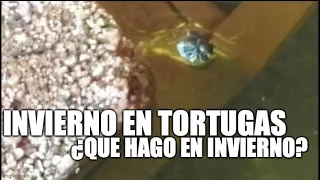 hibernación de tortugas ¿que hago con mis tortugas en invierno?