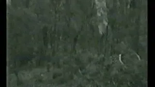 The piper footage of a yowie