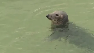 Seal # Pinnipeds # Grey Seal Water Animal