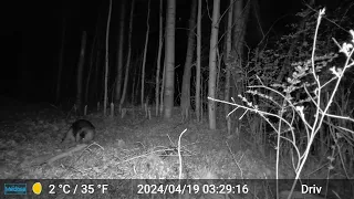 Beaver with log