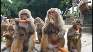 feeding carrot beans and radish to the hungry monkey