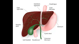 Rare and Important: Gallbladder/Bile Duct Cancers - Plus Cancer Awareness Tips