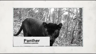 Camera Trap Videos: Animals of The Malaysian Forests