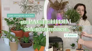 Делаю красивыми 10 растений за 300 рублей с Авито