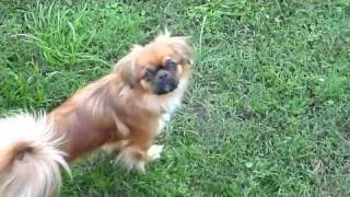 Saffy, the absolute cutest Tibetan Spaniel.