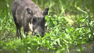 Wildlife Wonder - Warthogs