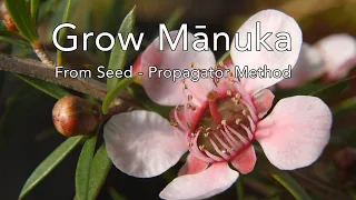 Grow Mānuka from seed: Propagator Method
