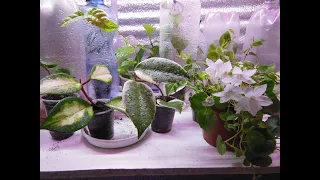 #Комнатные цветы/ растения. Моя домашняя выставка укорененных черенков зимой