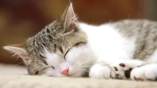 Cat music 🌱 Sweet Piano music to help cats sleep, Relaxing Music for Cats