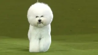 Eukanuba world challenge final(crufts2017)